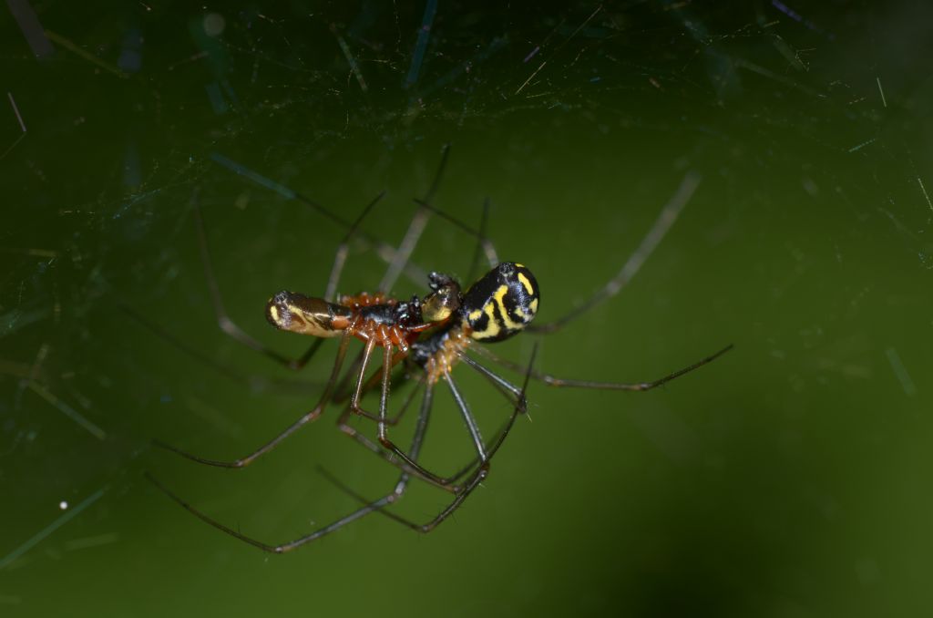 Linyphiidae ? S,  Neriene radiata - Oasi  di Alviano (TR)